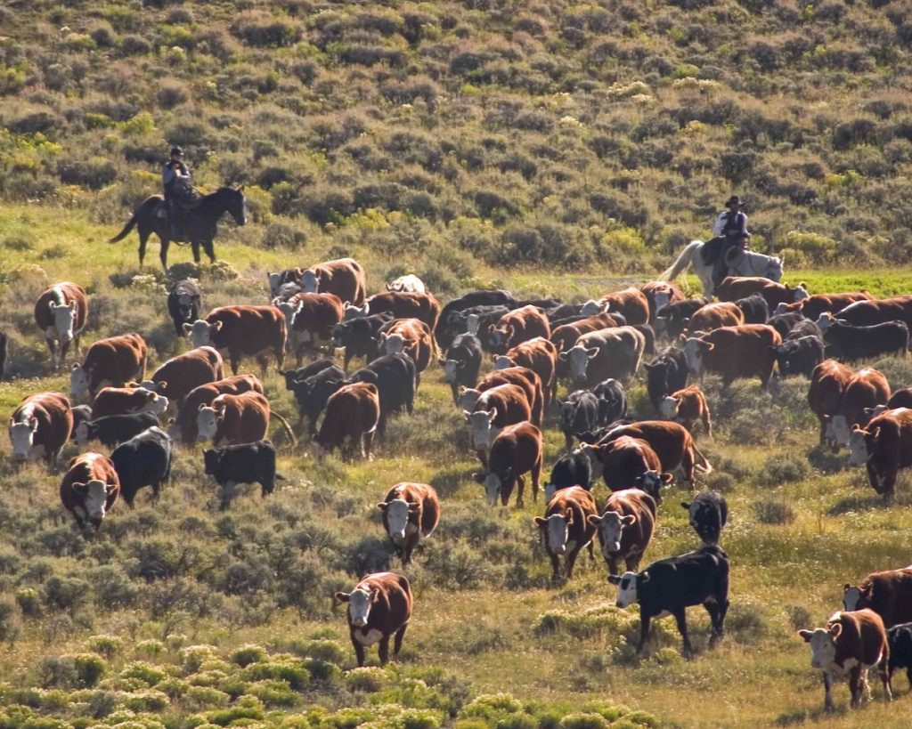 Exploring the Untamed Beauty: The Diverse Wildlife of Vail, Colorado